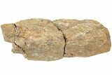 Fossil Dinosaur Bone Section - North Dakota #237669-1